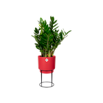 b.for studio round 22cm brilliant red